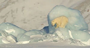 Polar bear (Ursus maritimus) cub ready to jump down from pack ice. Svalbard, Norway, April