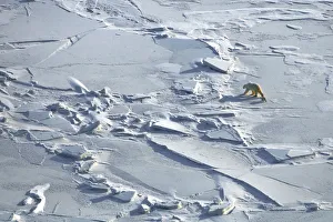 Zapovednik Prints: Polar bear (Ursus maritimus) with cub walking across ice field