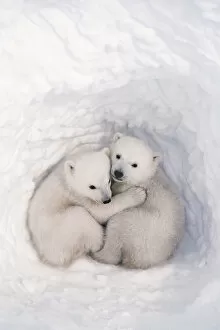 Images Dated 20th October 2020: Polar bear (Ursus maritimus) cubs, age 2-3 months, in den, Wapusk National Park, Manitoba