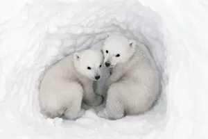 Polar bear (Ursus maritimus) cubs, age 2-3 months, in den, Wapusk National Park, Manitoba