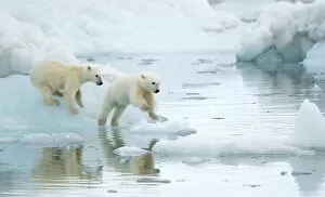 Images Dated 27th August 2019: Polar bear (Ursus maritimus), two cubs playing, leaping across sea ice, reflected in water