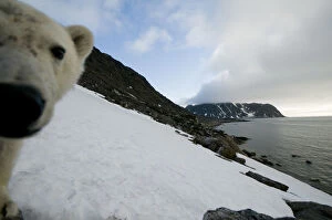 Animal Head Gallery: Polar bear (Ursus maritimus) curious adult investigates a remote camera along a hillside
