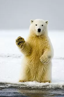 Polar bear (Ursus maritimus) curious cub sits up on its hind legs, paw raised