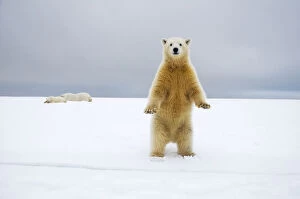 Alert Gallery: Polar bear (Ursus maritimus) curious cub stands along Bernard Spit as its mother