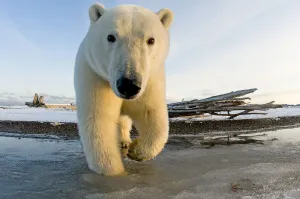 Low Angle Shot Prints: Polar bear (Ursus maritimus) curious subadult along a barrier island in autumn