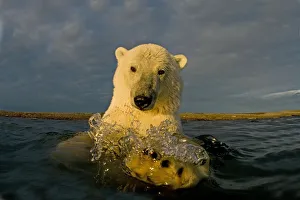 Polar bear (Ursus maritimus) curious young 2-year-old in water off a barrier island