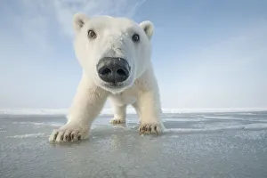 Polar bear (Ursus maritimus) curious young bear approaches over newly forming pack