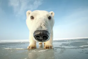 Polar bear (Ursus maritimus) curious young bear approaching camera, over newly forming