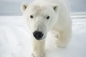Polar bear (Ursus maritimus) curious young bear approaching over newly formed pack