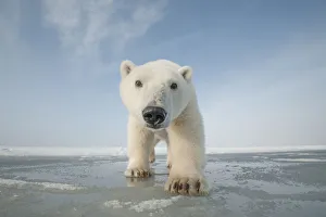 Polar bear (Ursus maritimus) curious young bear approaching over newly forming pack