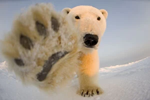Images Dated 23rd April 2008: Polar bear (Ursus maritimus) curious young boar on the newly frozen pack ice reaches