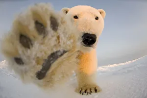 Polar bear (Ursus maritimus) curious young boar on the newly frozen pack ice reaches