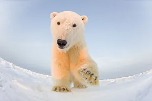 Unusual Angle Prints: Polar bear (Ursus maritimus) curious young male on the newly frozen pack ice