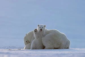August 2023 Highlights Collection: Polar bear (Ursus maritimus) female, resting on ice with cub sitting next to her waving