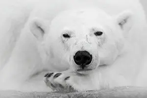 Ursus Polaris Prints: Polar bear (Ursus maritimus) female, resting on a rock, portrait, Svalbard, Norway. August