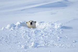 Images Dated 4th March 2014: Polar bear (Ursus maritimus) female coming out the den. Wapusk National Park, Churchill