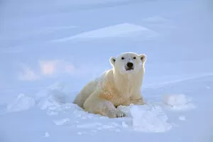 Images Dated 3rd March 2014: Polar bear (Ursus maritimus) female coming out the den. Wapusk National Park, Churchill