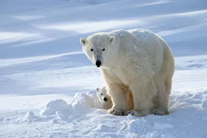 Polar bear (Ursus maritimus) female coming out the den with one three month cub
