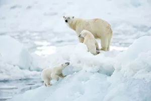 Images Dated 27th August 2019: Polar bear (Ursus maritimus) female and cubs, one cub walking up slope of ice in foreground