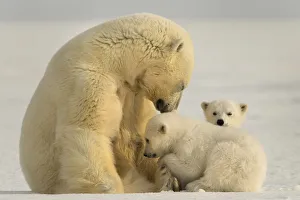 Polar bear (Ursus maritimus) female with two cubs, Svalbard, Norway