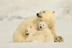 2020 Christmas Highlights Prints: Polar bear (Ursus maritimus) female with two cubs, Svalbard, Norway