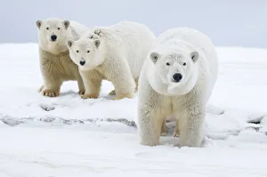 Polar bear (Ursus maritimus) female with cubs aged two years, along a barrier island