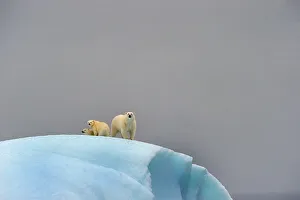 Polar bear (Ursus maritimus) female and her two cubs on large iceberg off Baffin Island. Nunavut, Canada, August 2010