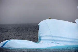 Cubs Prints: Polar bear (Ursus maritimus) female and her two cubs on large iceberg off Baffin Island