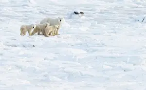 Ursus Polaris Prints: Polar bear (Ursus maritimus) female with three cubs in the snow