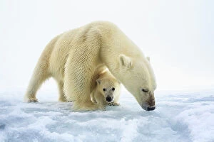 Polar bear (Ursus maritimus) female with a single young cub, only a few months old
