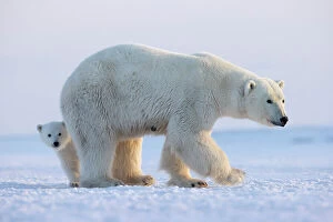 August 2023 Highlights Collection: Polar bear (Ursus maritimus) female standing on snow with cub peering out behind, Svalbard