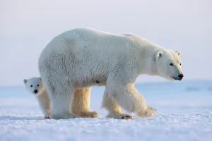 Ursus Polaris Prints: Polar bear (Ursus maritimus) female standing on snow with cub peering out behind