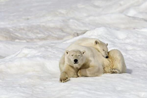 Ursidae Gallery: Polar bear (Ursus maritimus) female with young, age one year and a half, resting on the ice