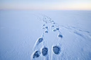 Absence Gallery: Polar bear (Ursus maritimus) footprints in the snow along a barrier island during autumn freeze up