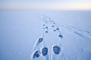 Horizon Prints: Polar bear (Ursus maritimus) footprints in the snow along a barrier island during autumn freeze up