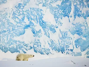 Images Dated 27th March 2009: Polar bear (Ursus maritimus) in front of glacier, Spitsbergen, Svalbard, March 2009