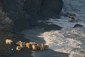 Polar bear (Ursus maritimus) group feeding on carcass on beach, Wrangel Island, Far Eastern Russia