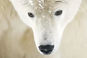 Polar bear (Ursus maritimus) head close-up portrait of an adult male, with snowflakes on fur