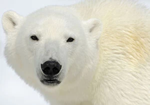 Images Dated 2nd July 2011: Polar Bear (Ursus maritimus) head portrait, Svalbard, Norway