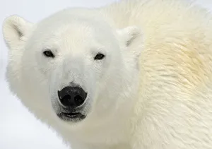 Images Dated 2nd July 2011: Polar Bear (Ursus maritimus) head portrait, Svalbard, Norway