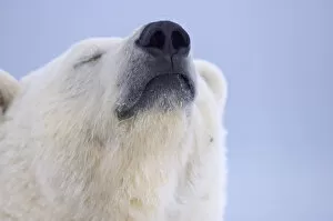 Adult Animal Gallery: Polar bear (Ursus maritimus) head portrait of adult scenting the wind, Arctic National
