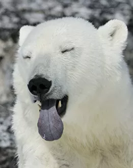 Polar Bear (Ursus maritimus) head portrait with blue tongue out, Svalbard, Norway