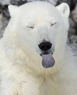Polar Bear (Ursus maritimus) head portrait with blue tongue sticking out, Svalbard