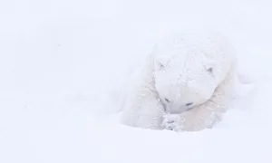 Polar bear (Ursus maritimus) huddled in snow, Churchill, Hudson Bay, Manitoba, Canada Polar bear (Ursus maritimus) huddled in snow, Churchill, Hudson Bay, Manitoba, Canada