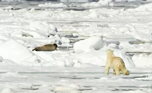 Images Dated 27th August 2019: Polar bear (Ursus maritimus) hunting Seal on sea ice. Svalbard, Norway, July 2018