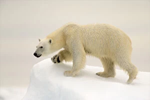 Iceberg Gallery: Polar Bear (Ursus maritimus) on ice, Svalbard, Norway, August