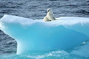 Ursidae Gallery: Polar bear (Ursus maritimus) on an iceberg, Baffin Bay, Canada. September