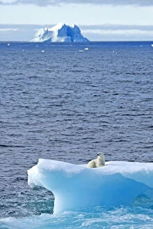 Iceberg Gallery: Polar bear (Ursus maritimus) on an iceberg, Baffin Bay, Canada. September