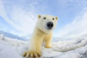 Polar bear (Ursus maritimus) investigating camera on pack ice off the 1002 area of