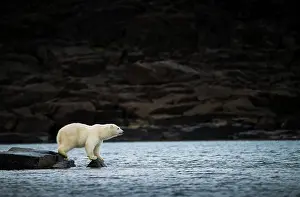 Ursus Polaris Prints: Polar bear (Ursus maritimus) juvenile